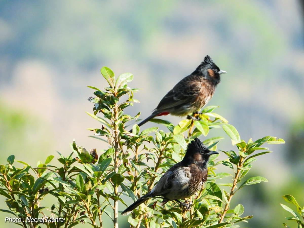 Entire 2 Bhk Nanda Devi Himalayan Homestay Ranikhet Exteriör bild